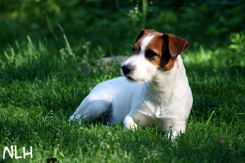 110611 inka.jpg - Inka